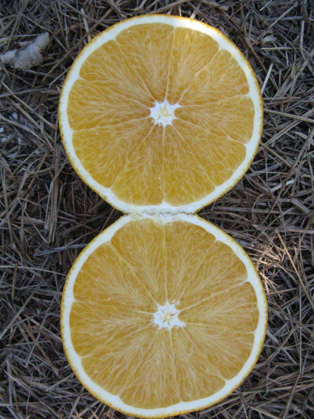              Fruit cross-section (Winter Haven, FL)       